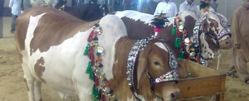 My “Hissa” this Bakra Eid!
