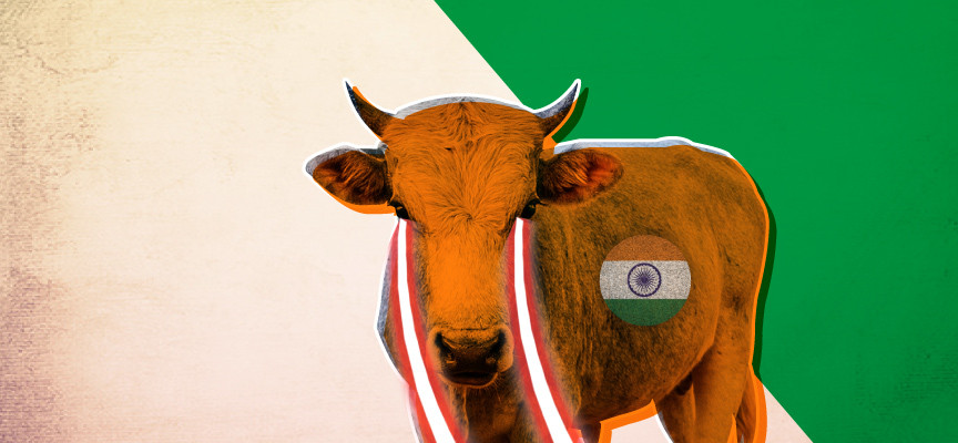 India Perturbed By Deployment Of Cattle Along China-Pak Economic Corridor
