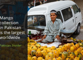 Mango collection in Pakistan is the largest worldwide