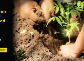 109 million trees will be planted across Pakistan during Monsoon